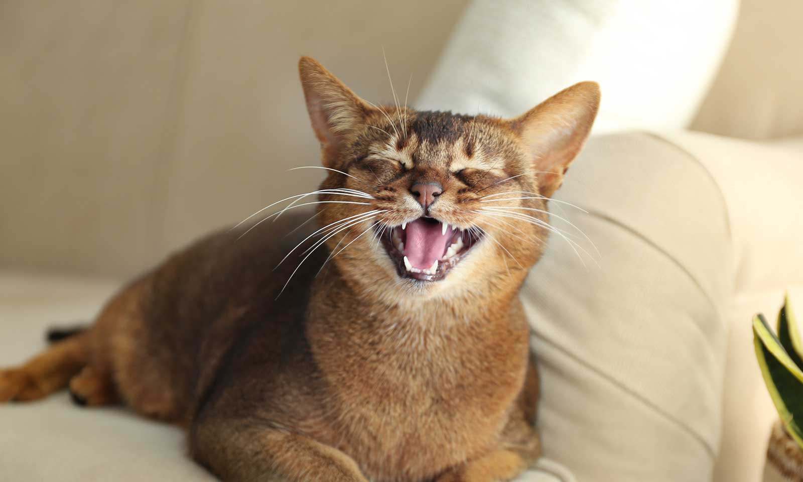 A cat showing off its teeth