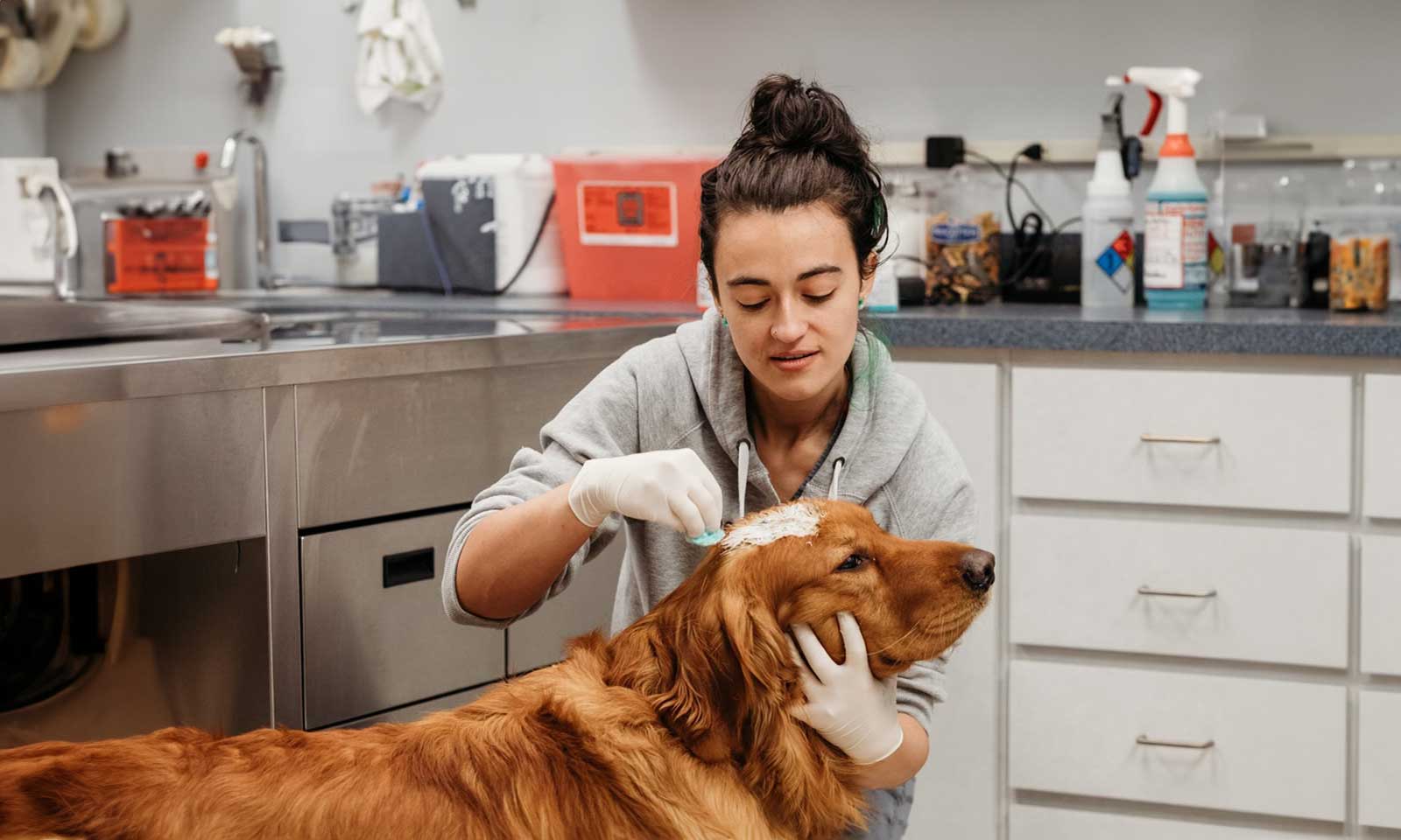 A dog being treated