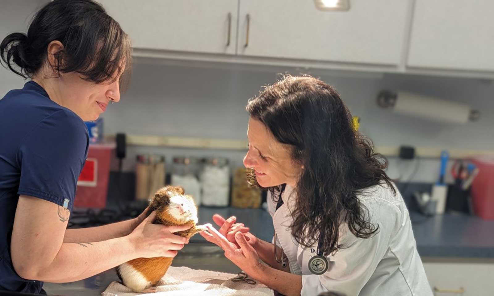 Doctor and vet tech with a guinea pig patient