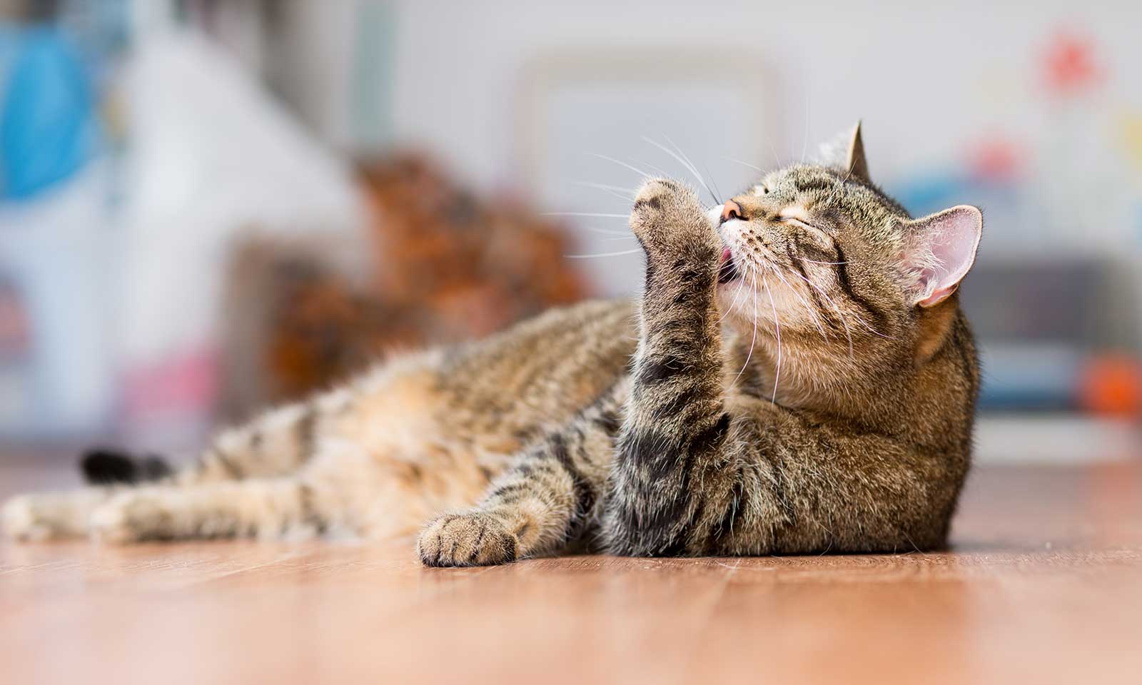 A cat cleaning itself