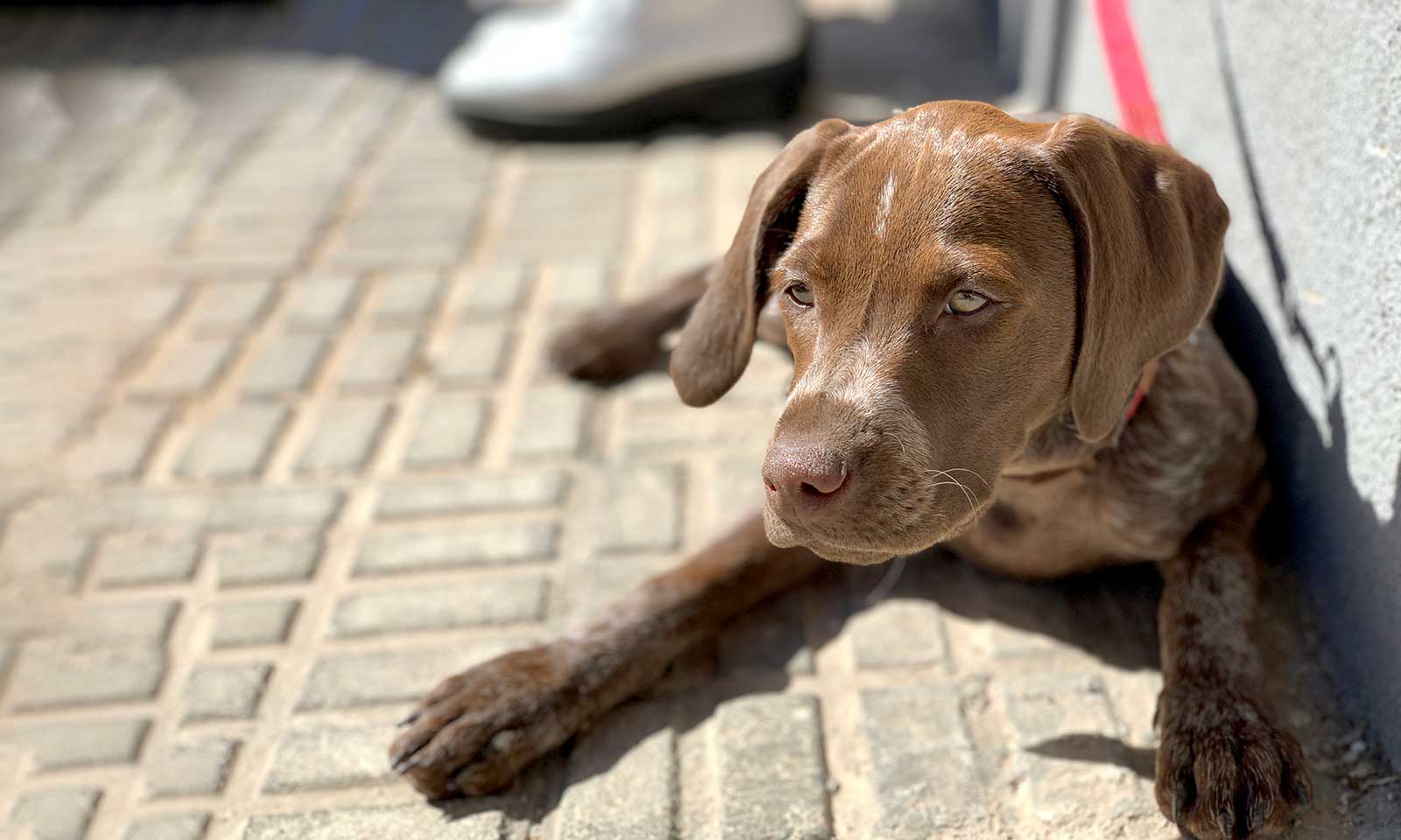 A dog laying outside