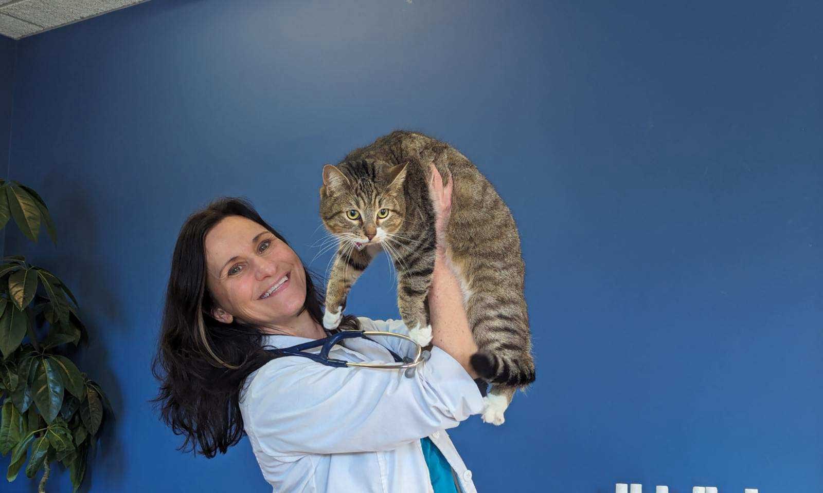 The doctor with a feline patient