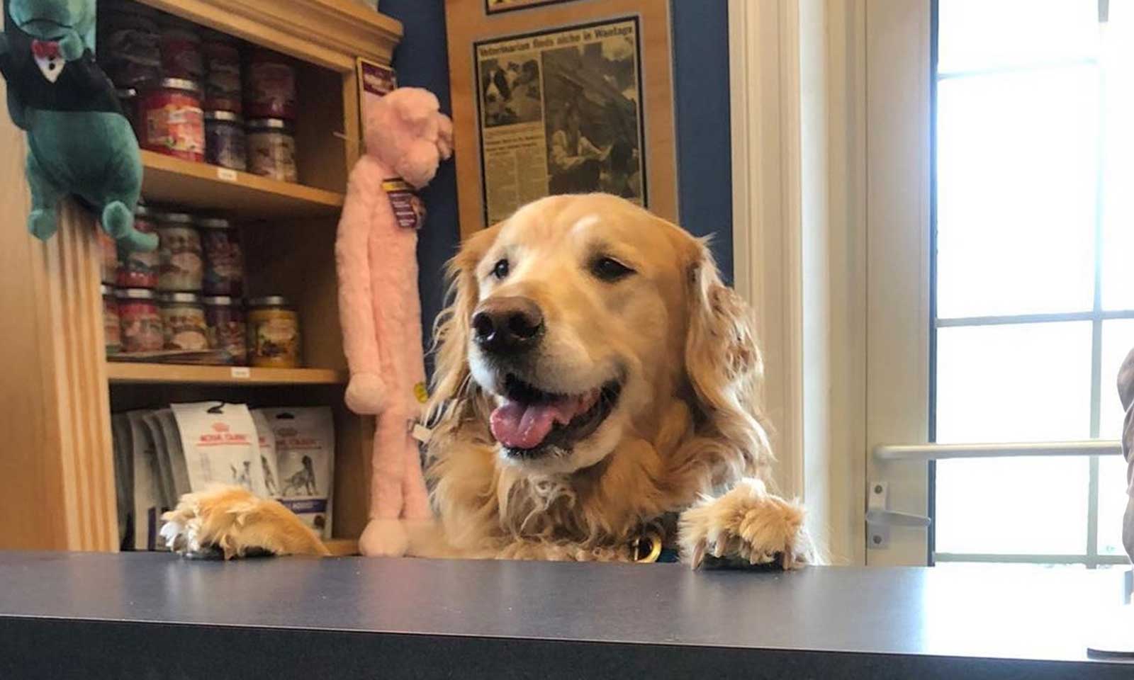 Dog at Reception Desk